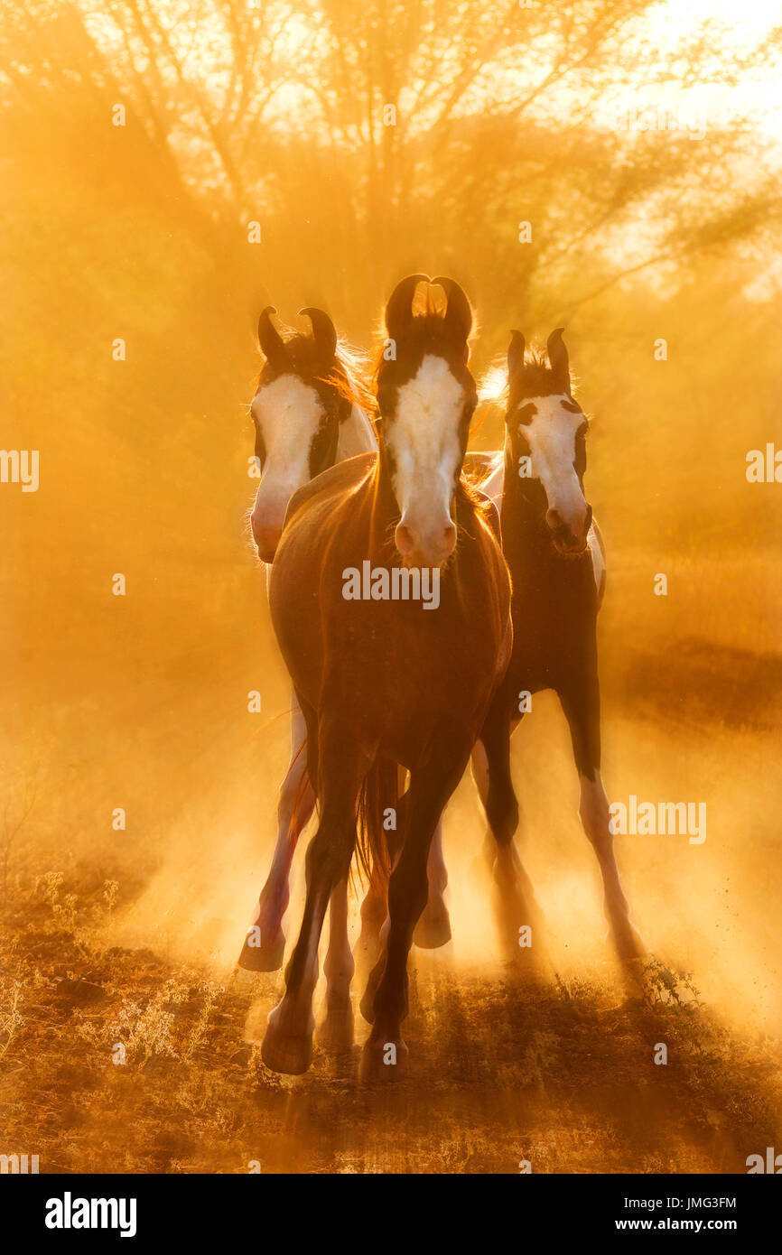 Marwari Pferde. Gruppe im Galopp im Abendlicht. Indien Stockfoto