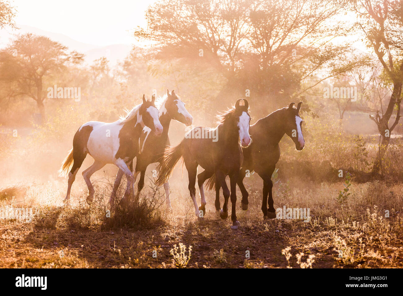 Marwari Pferde. Gruppe im Trab im Abendlicht. Indien Stockfoto