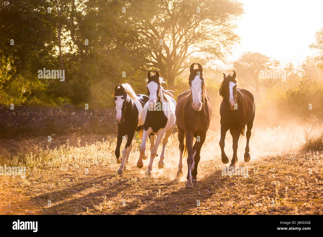 Marwari Pferde. Gruppe im Trab im Abendlicht. Indien Stockfoto