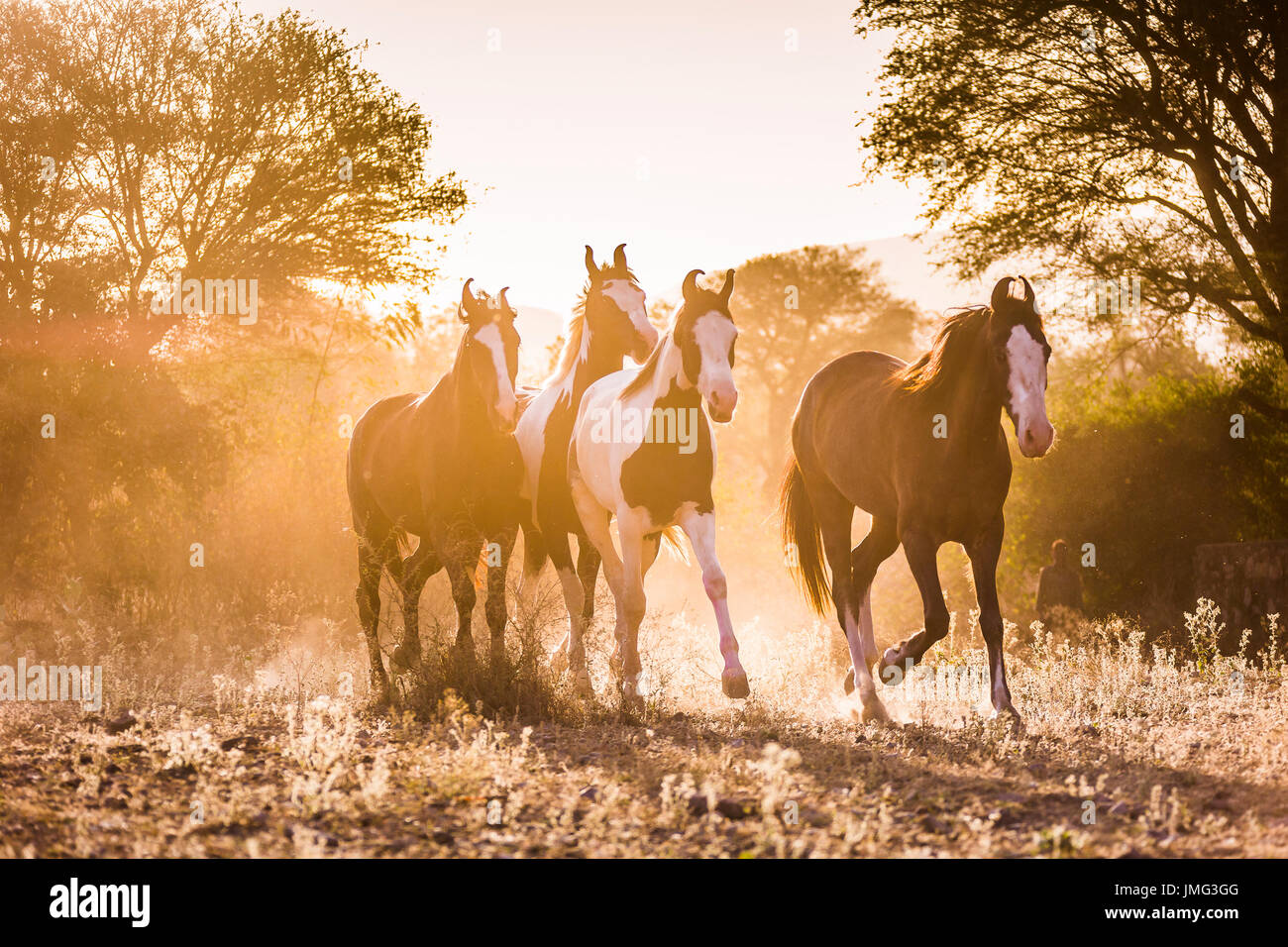 Marwari Pferde. Gruppe im Trab im Abendlicht. Indien Stockfoto