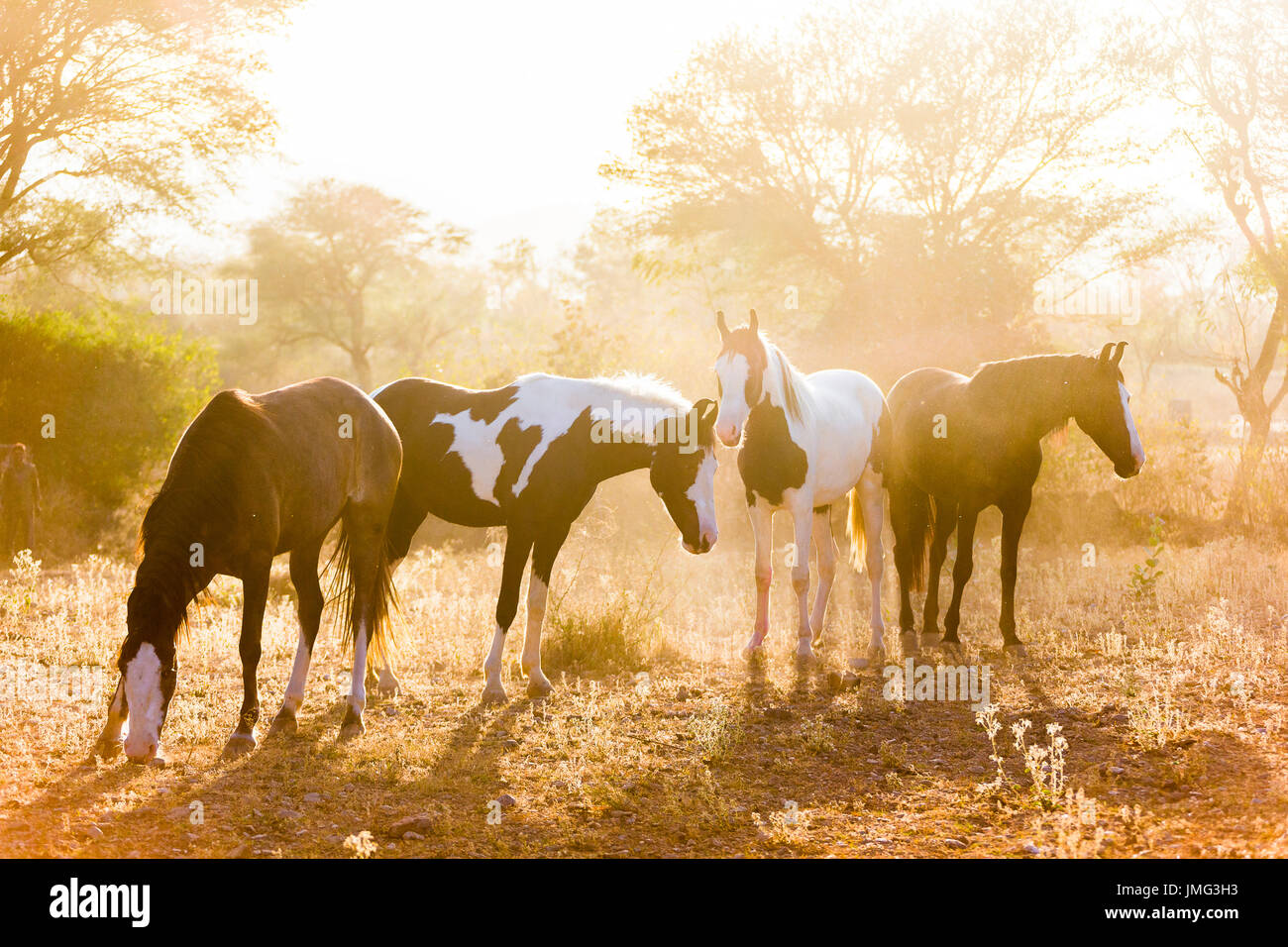 Marwari Pferde. Im Abendlicht stehen zu gruppieren. Indien Stockfoto