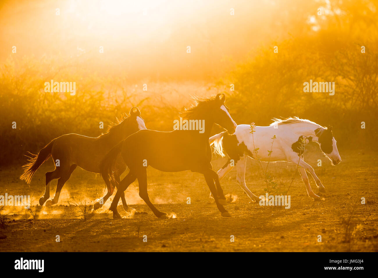 Marwari Pferde. Gruppe im Galopp im Abendlicht. Indien Stockfoto
