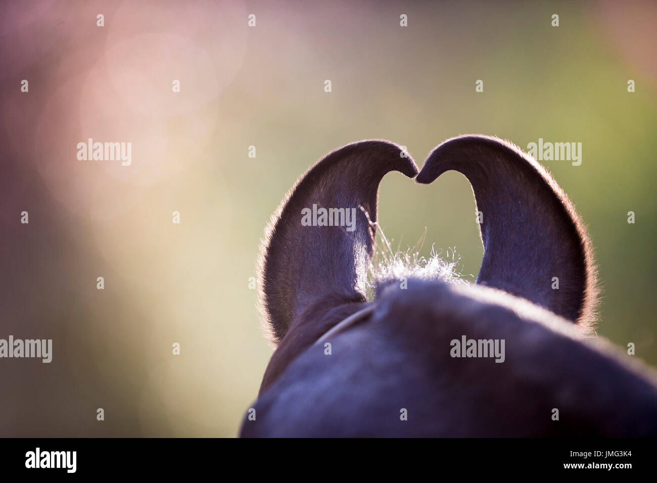 Marwari Pferde. Nach innen gebogenen Ohren einer Stute. Rajasthan, Indien. Stockfoto