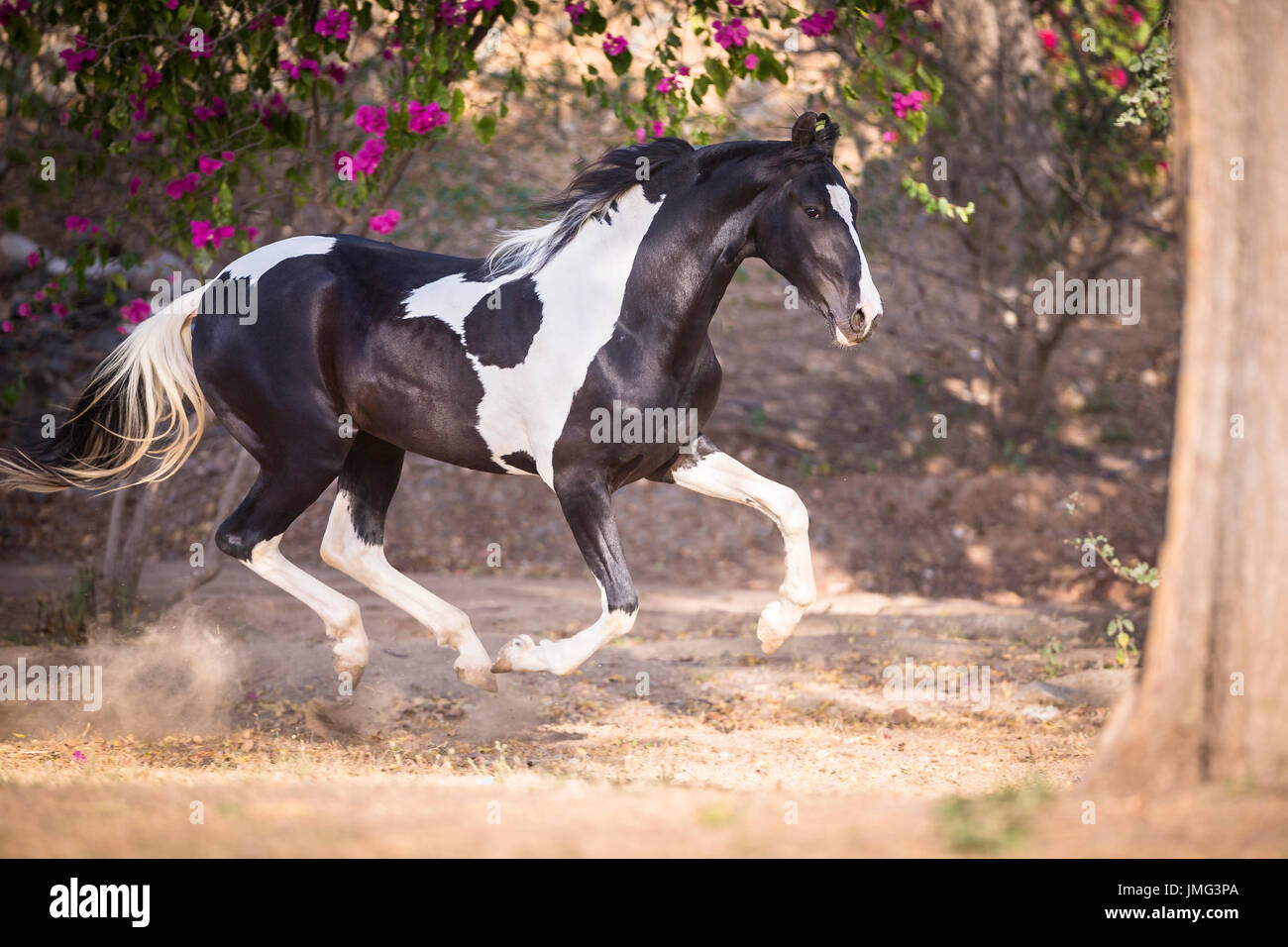 Marwari Pferde. Gescheckten Hengst in einer Koppel galoppieren. Indien Stockfoto
