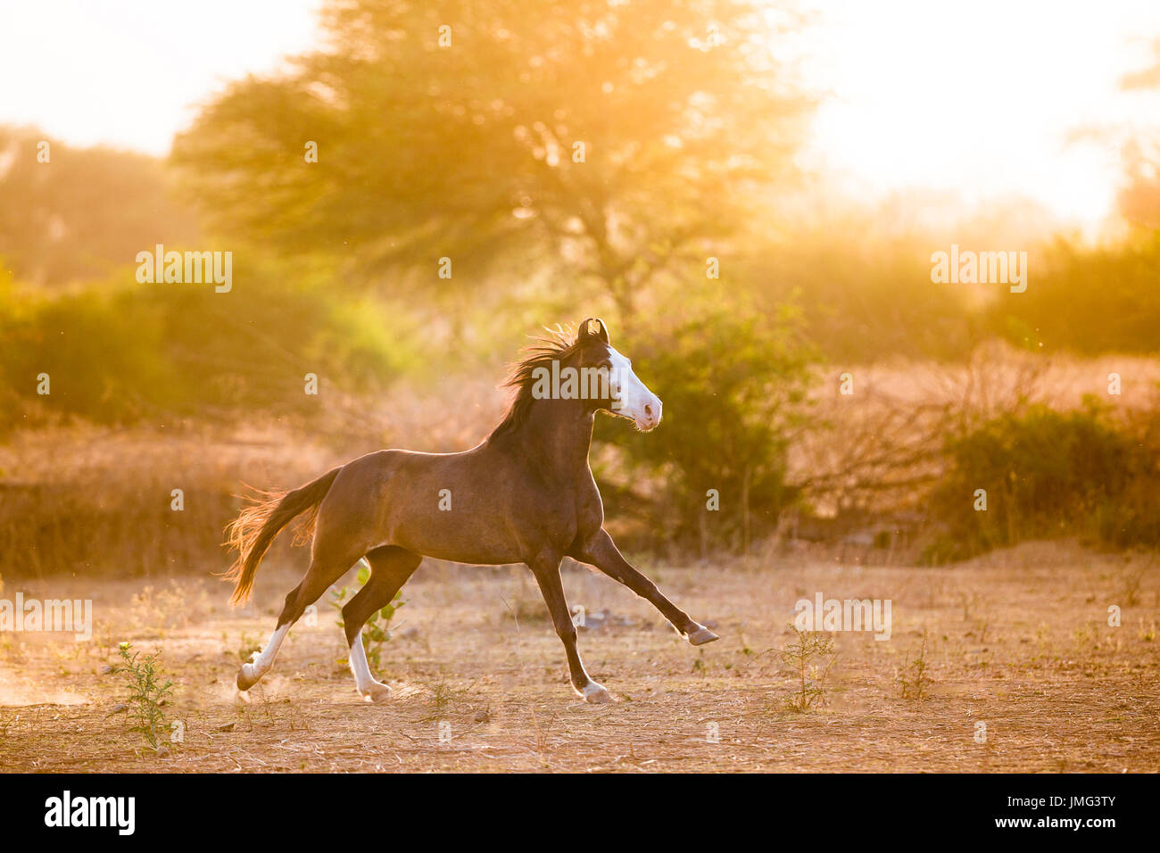Marwari Pferde. Juvenile Stute im Galopp auf Trockenrasen, Abendlicht. Indien Stockfoto