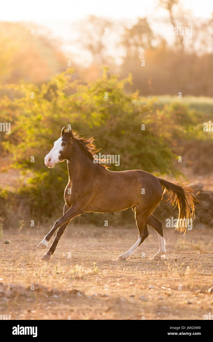 Marwari Pferde. Juvenile Stute im Galopp auf Trockenrasen, Abendlicht. Indien Stockfoto
