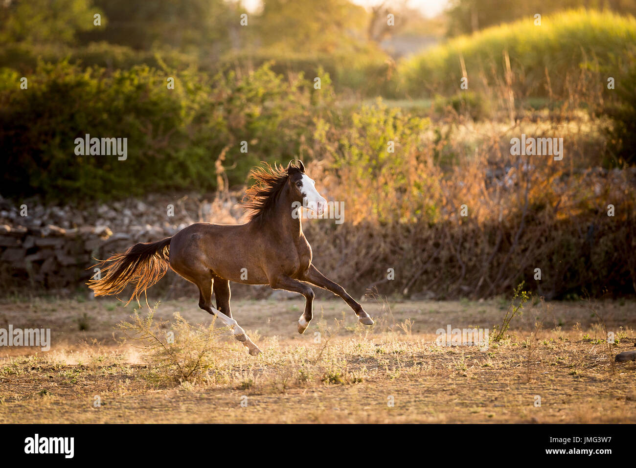 Marwari Pferde. Juvenile Stute im Galopp auf Trockenrasen, Abendlicht. Indien Stockfoto