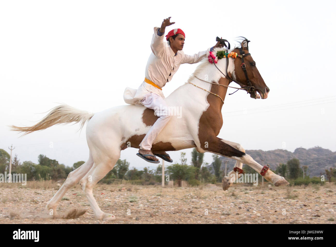 Marwari Pferde. Reiter auf Skewbal Hengst in vollem Galopp. Rajasthan, Indien Stockfoto