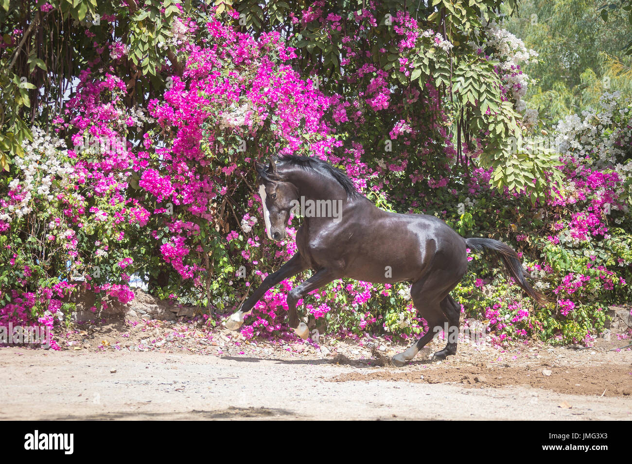 Marwari Pferde. Schwarzer Hengst zeigen-off, mit blühenden Bougainvillea im Hintergrund. Indien Stockfoto
