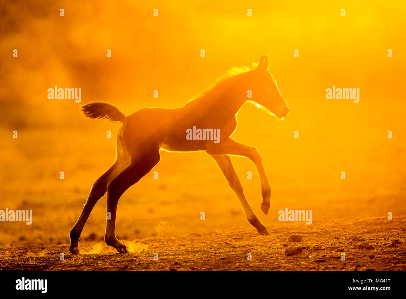 Marwari Pferde. Filly-Fohlen im Galopp im Abendlicht der Bucht. Indien Stockfoto
