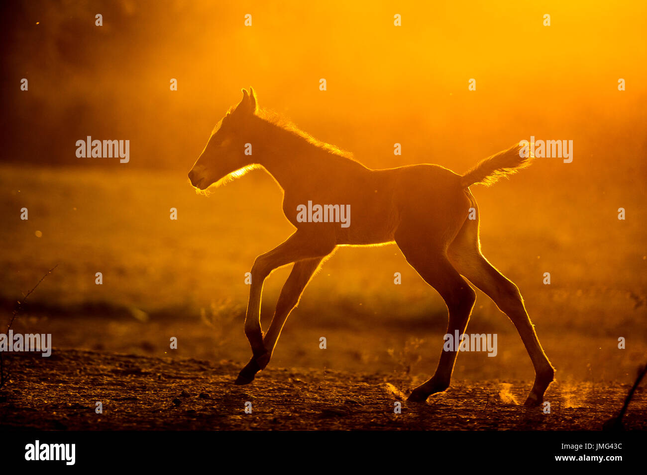 Marwari Pferde. Filly-Fohlen im Galopp im Abendlicht der Bucht. Indien Stockfoto
