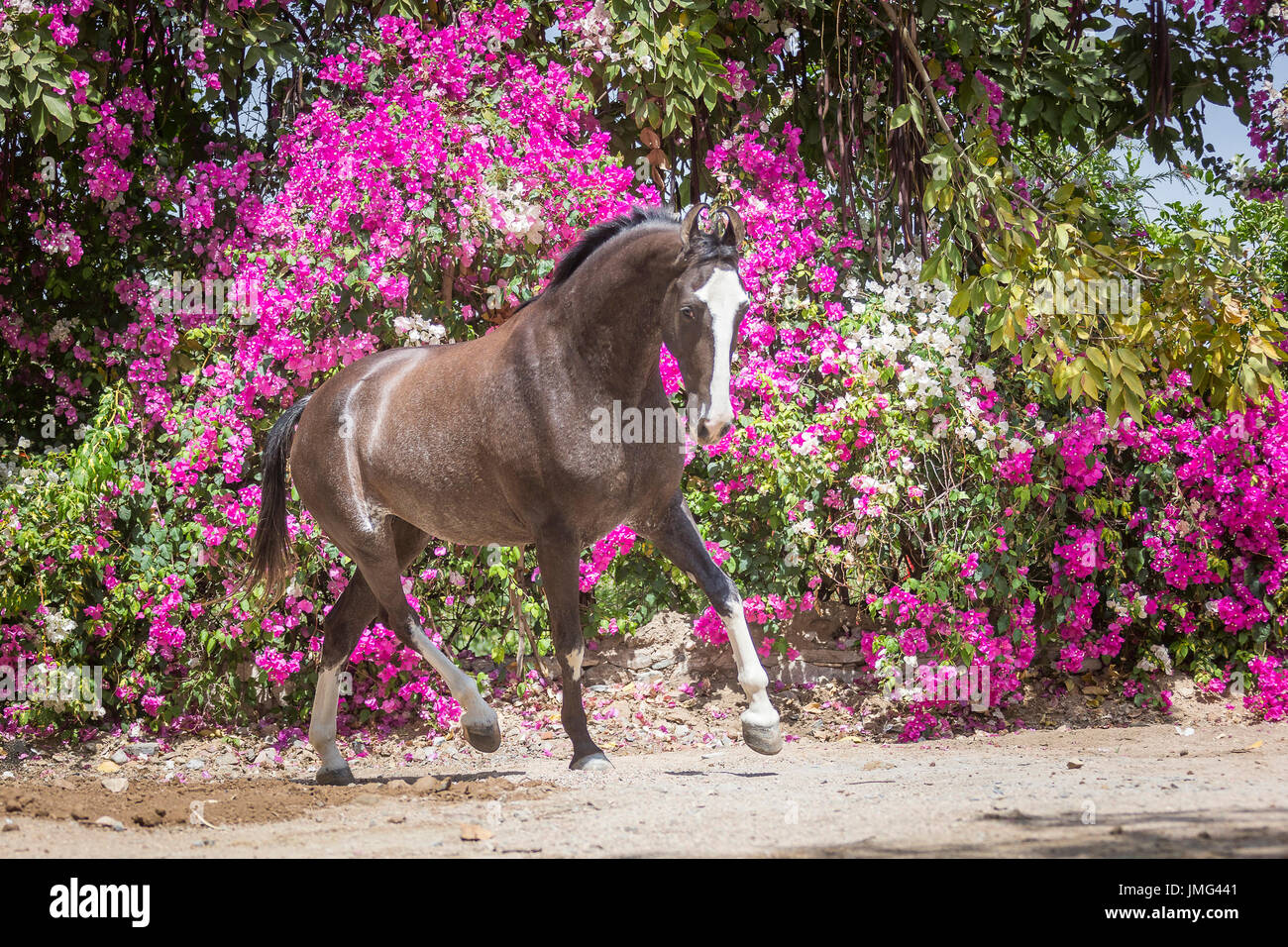 Marwari Pferde. Stute im Galopp in einem Paddock mit blühenden Bougainvillea im Hintergrund. Rajasthan, Indien. Stockfoto
