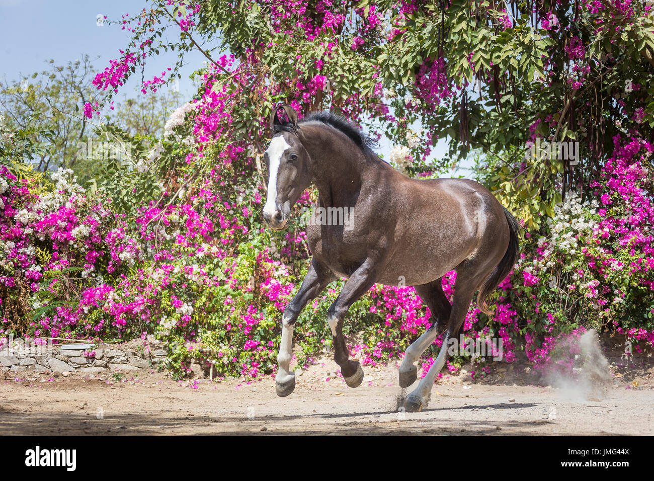 Marwari Pferde. Stute im Galopp in einem Paddock mit blühenden Bougainvillea im Hintergrund. Rajasthan, Indien. Stockfoto