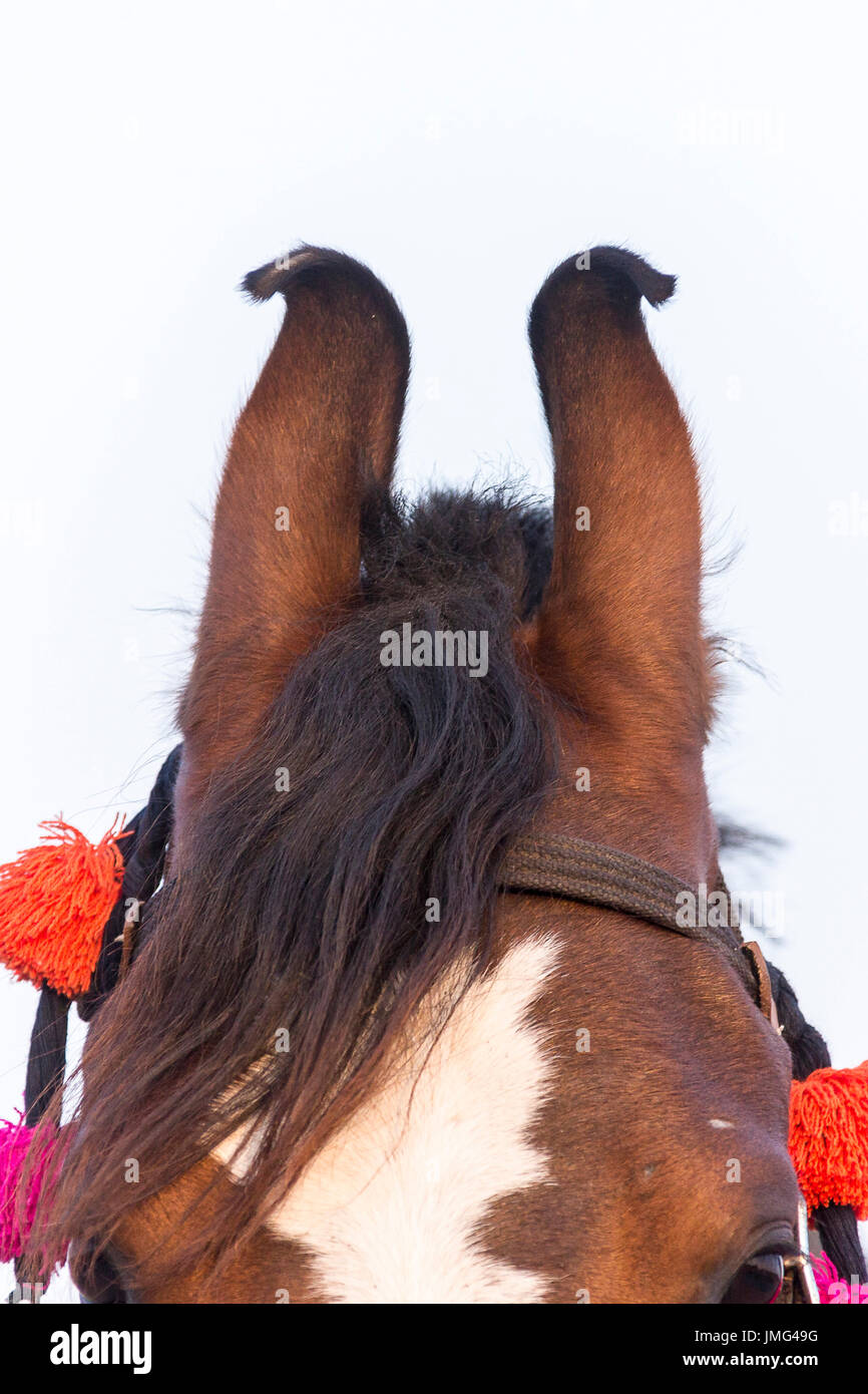 Marwari Pferde. Nach innen gebogenen Ohren einer juvenilen Stute. Rajasthan, Indien. Stockfoto
