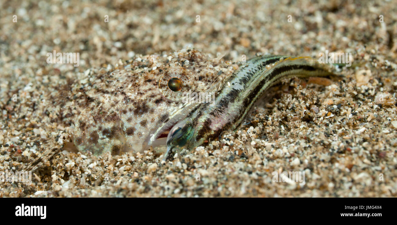 . Eidechsenfische (Synodus Dermatogenys) mit gefangenem Fisch... Stockfoto