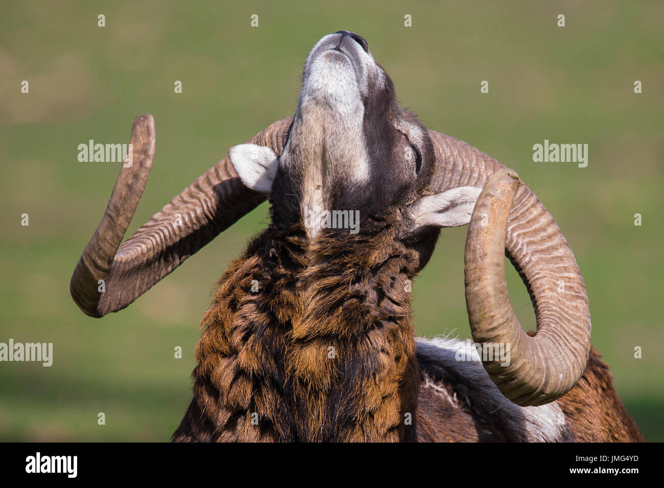 Mufflon (Ovis Ammon Musimon), ram ruhen in der Sonne Stockfoto
