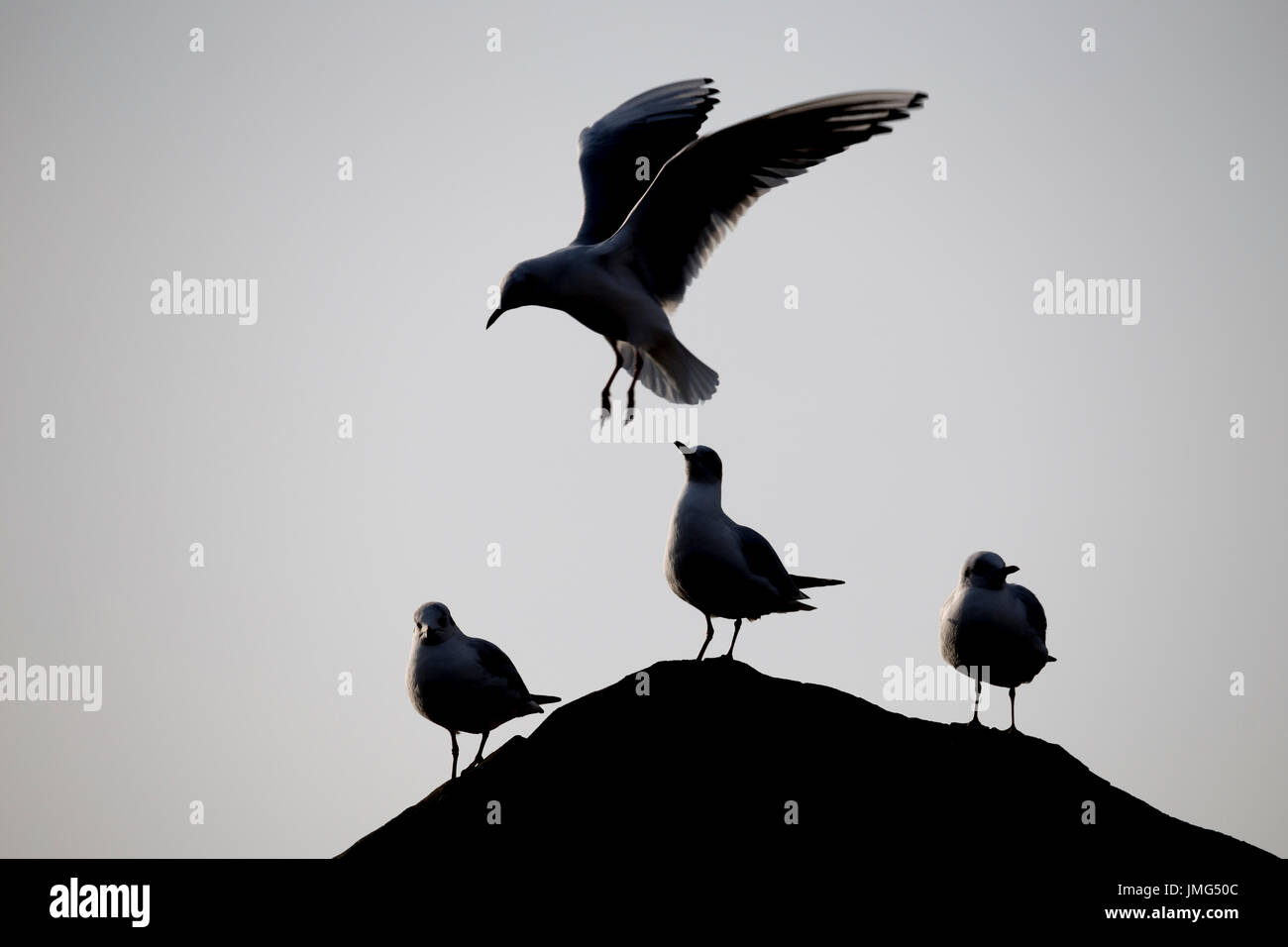 Lachmöwe (Larus Ridibundus), drei Erwachsene im Winterkleid sitzt auf einem Felsen in einem Zoo, der vierte Staubsaugen gegenüber den anderen Stockfoto