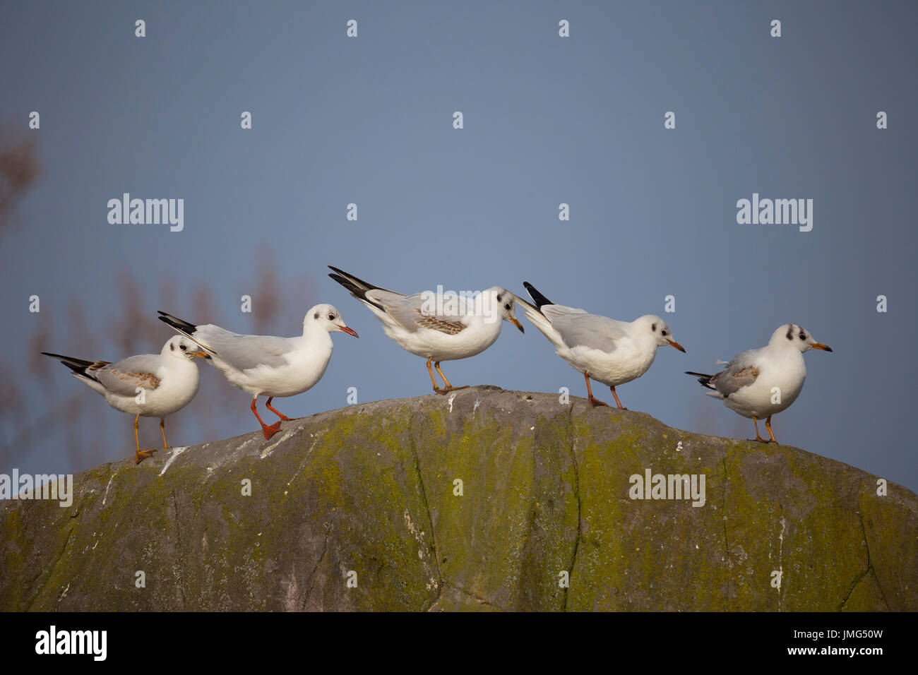 Lachmöwe (Larus Ridibundus), vier Erwachsene im Winterkleid sitzt auf einem Felsen in einem zoo Stockfoto