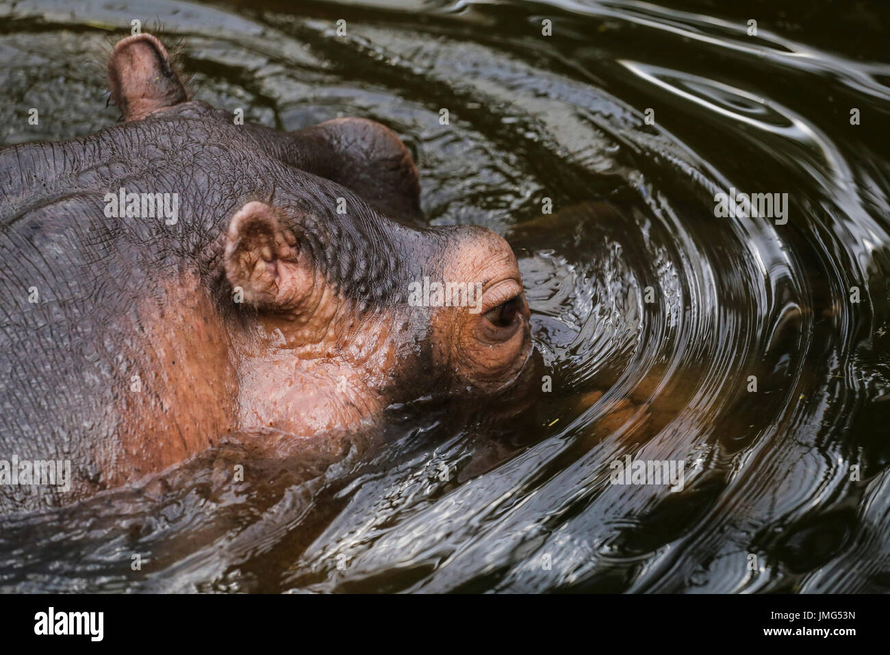 Flusspferd (Hippopotamus Amphibius), Portrait eines Tieres schwimmen in einem zoo Stockfoto