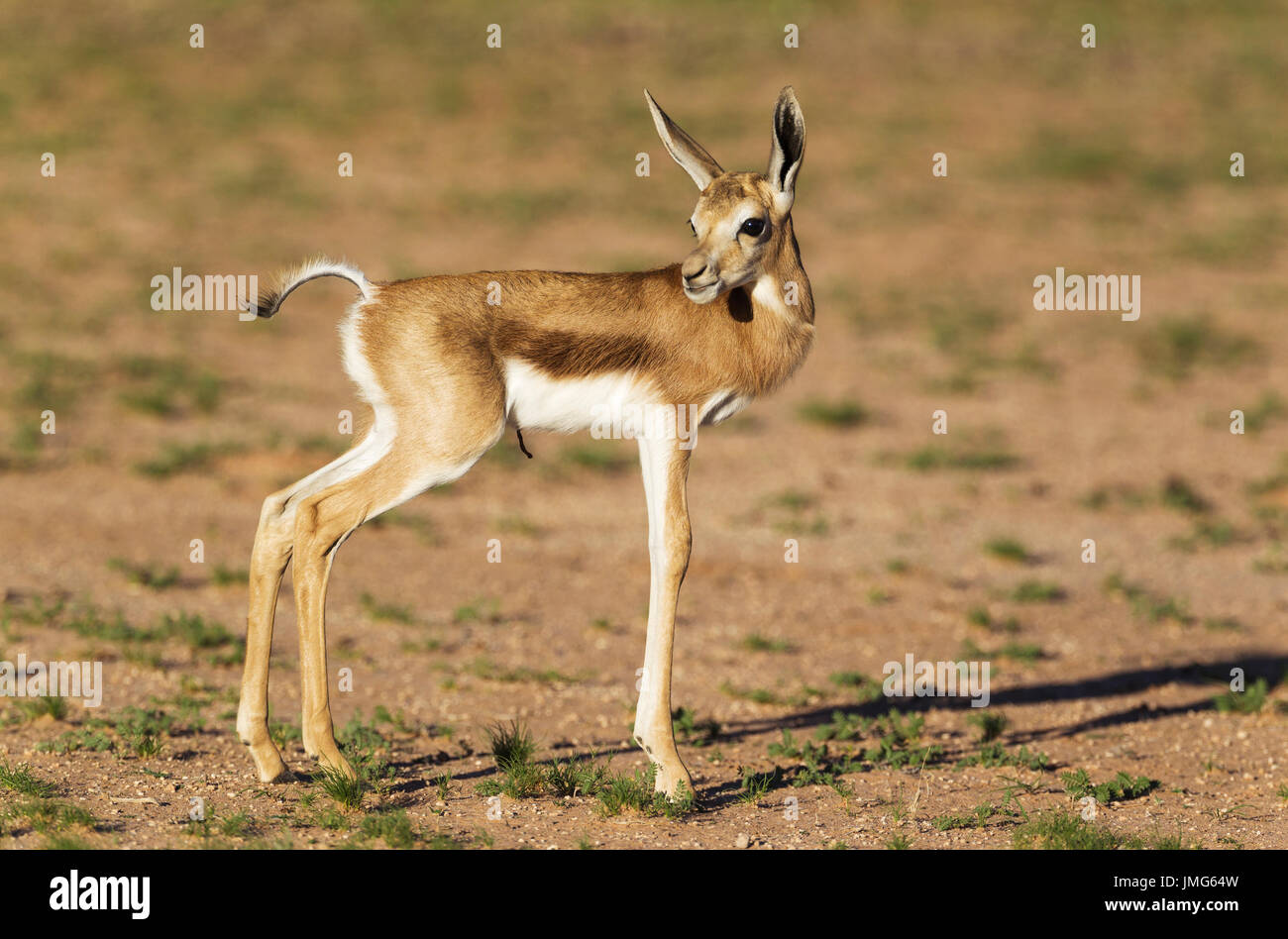 Springbock (Antidorcas Marsupialis). Neugeborenen Lamm. Wüste Kalahari, Kgalagadi Transfrontier Park, Südafrika Stockfoto