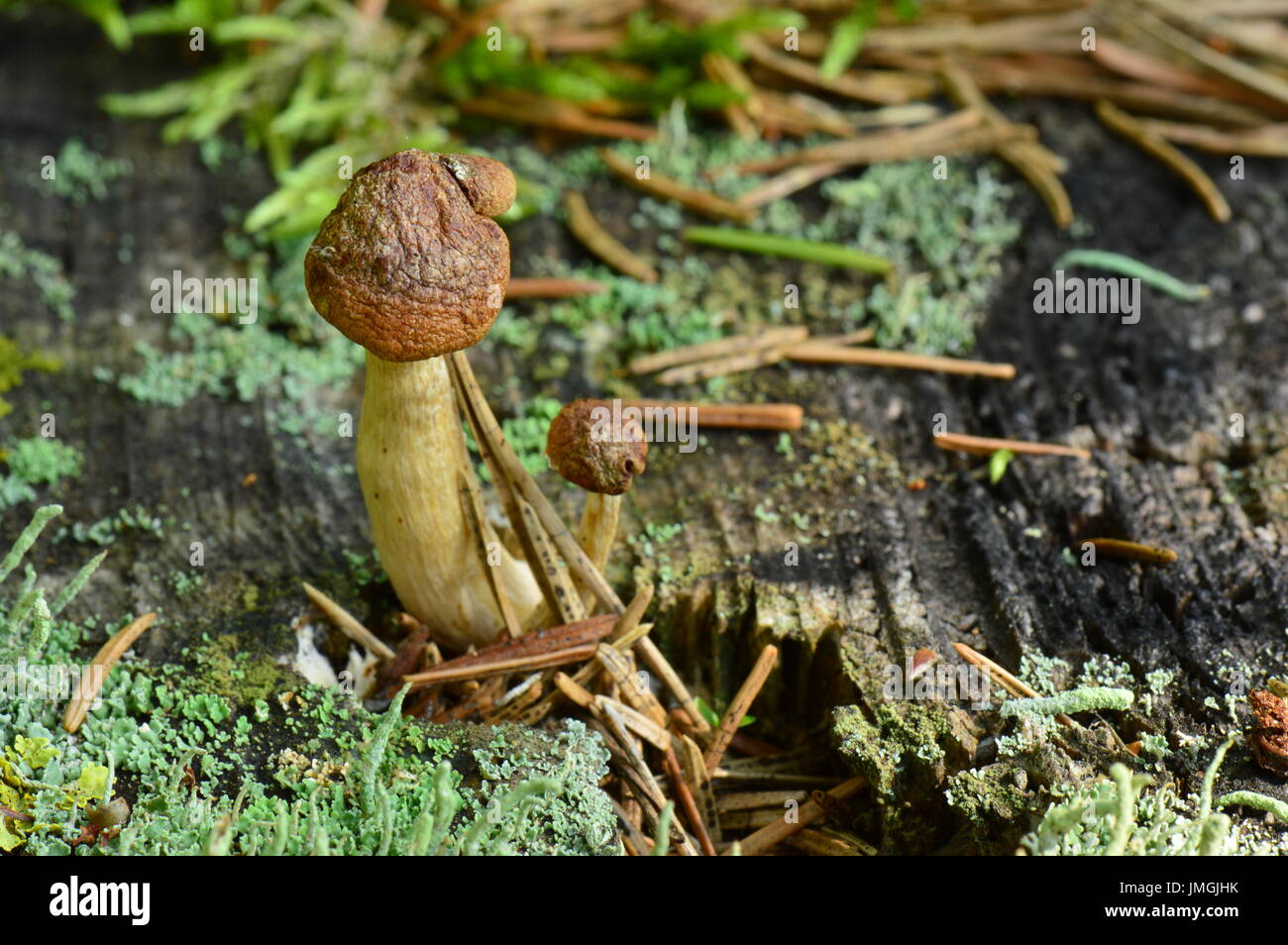Pilze auf alten trockenen Baumstumpf mit Moos bedeckt Stockfoto