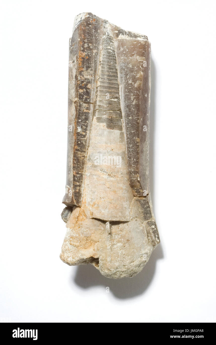 Fossilen Belemnit Phragmokon Stockfoto