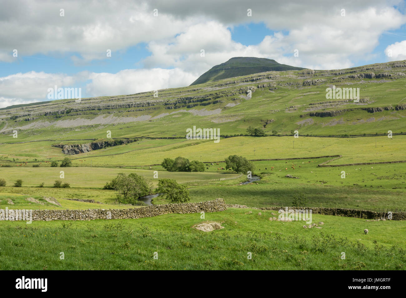 Grüne Felder und Ingleborough, einer der Yorkshire Dales drei Gipfel Stockfoto