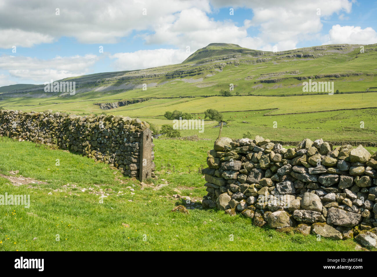 Ingleborough durch die Trockenmauer. Stockfoto