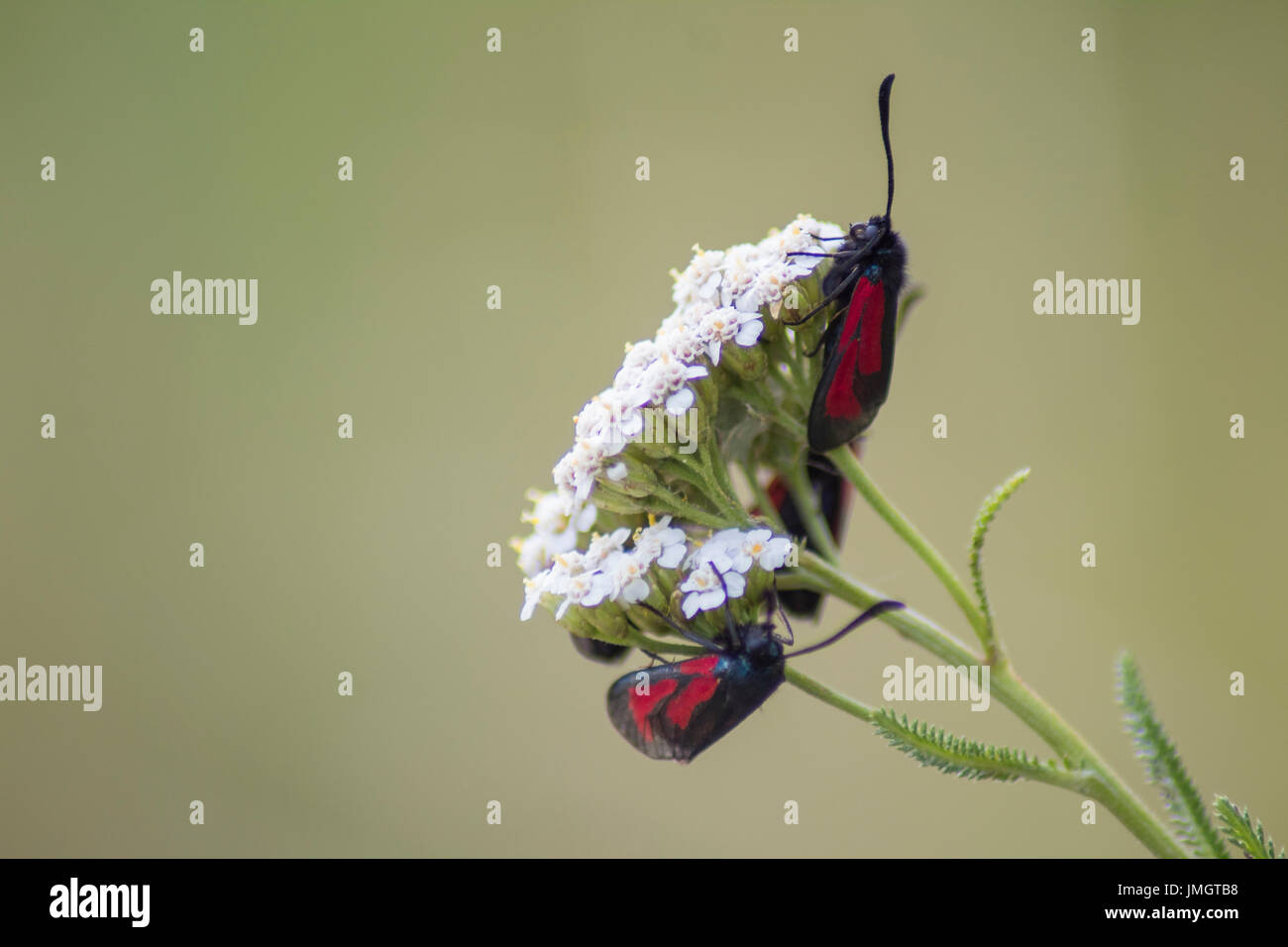 Nahaufnahme von zwei sechs-Spot Burnet Motten auf weiße Blume mit grünen Bokeh im Hintergrund Stockfoto