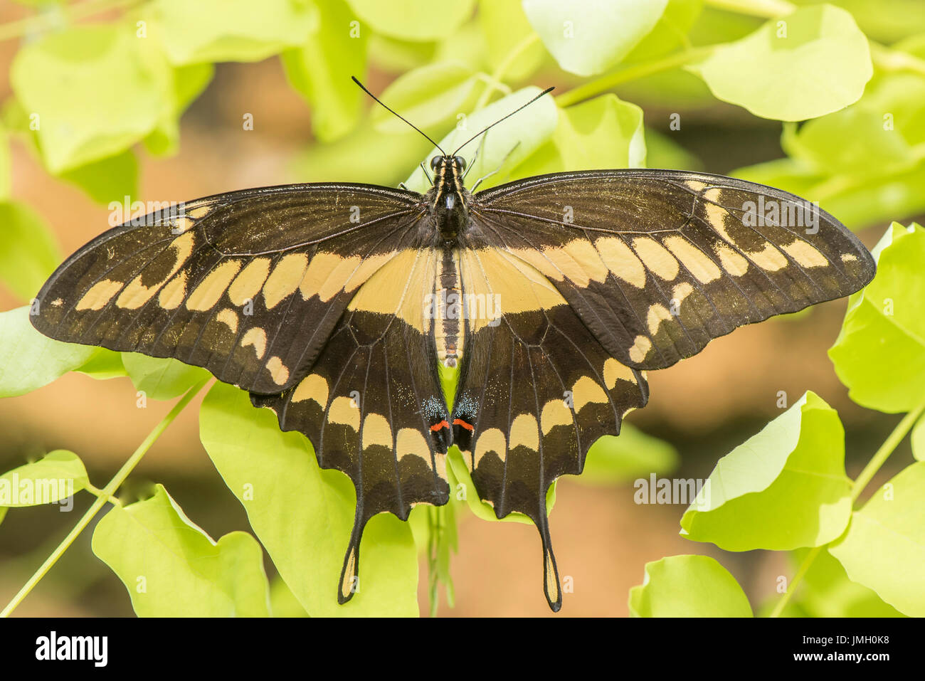 Ein erwachsener Thoas Schwalbenschwanz Schmetterling Stockfoto