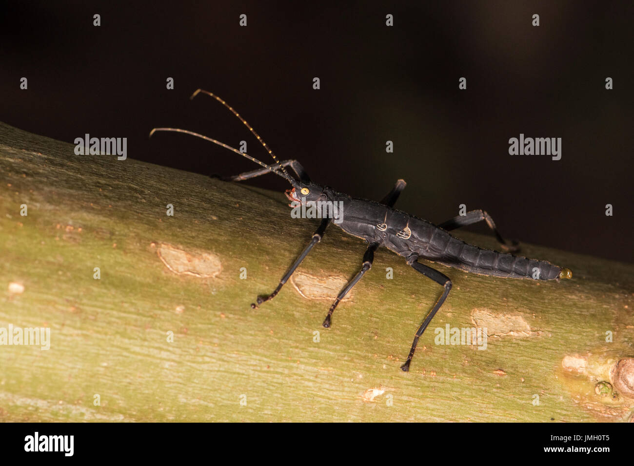 Eine peruanische Schwarze Heuschrecke Stockfoto