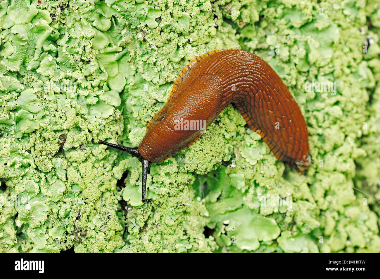 Große rote Slug, Frankreich / (Arion Rufus) / europäischen roten Butzen | Grosse Rote Wegschnecke, Frankreich / (Arion Rufus) Stockfoto