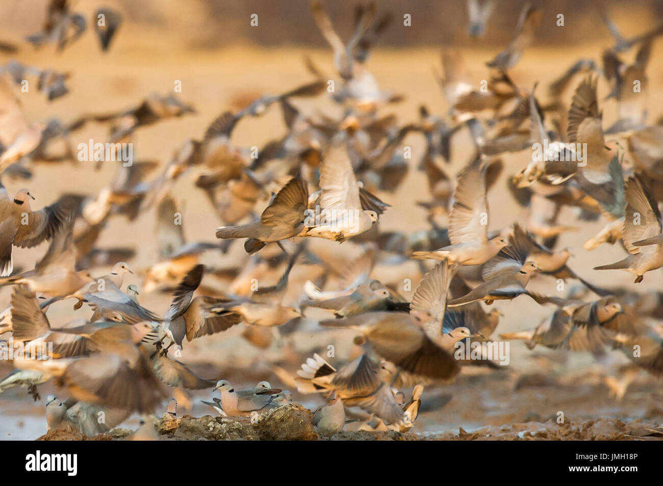 Eine Herde von Ring-necked Tauben fliegen von einer Wasserstelle Stockfoto