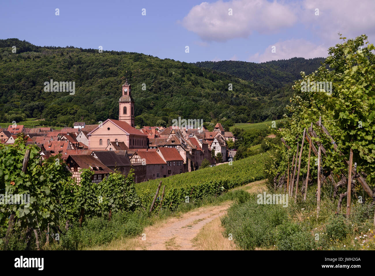 Weinberge rund um Riquewihr. Einer der vielen mittelalterlichen Städte im Elsass, Frankreich. Stockfoto