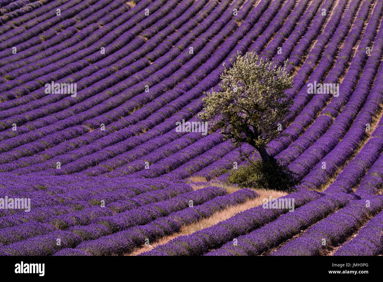 Ein einsamer Baum in einem Lavendelfeld in der Provence, Frankreich, Reihen von Lavendel auf dem Höhepunkt der lila Blüte führt in den Hintergrund. Stockfoto