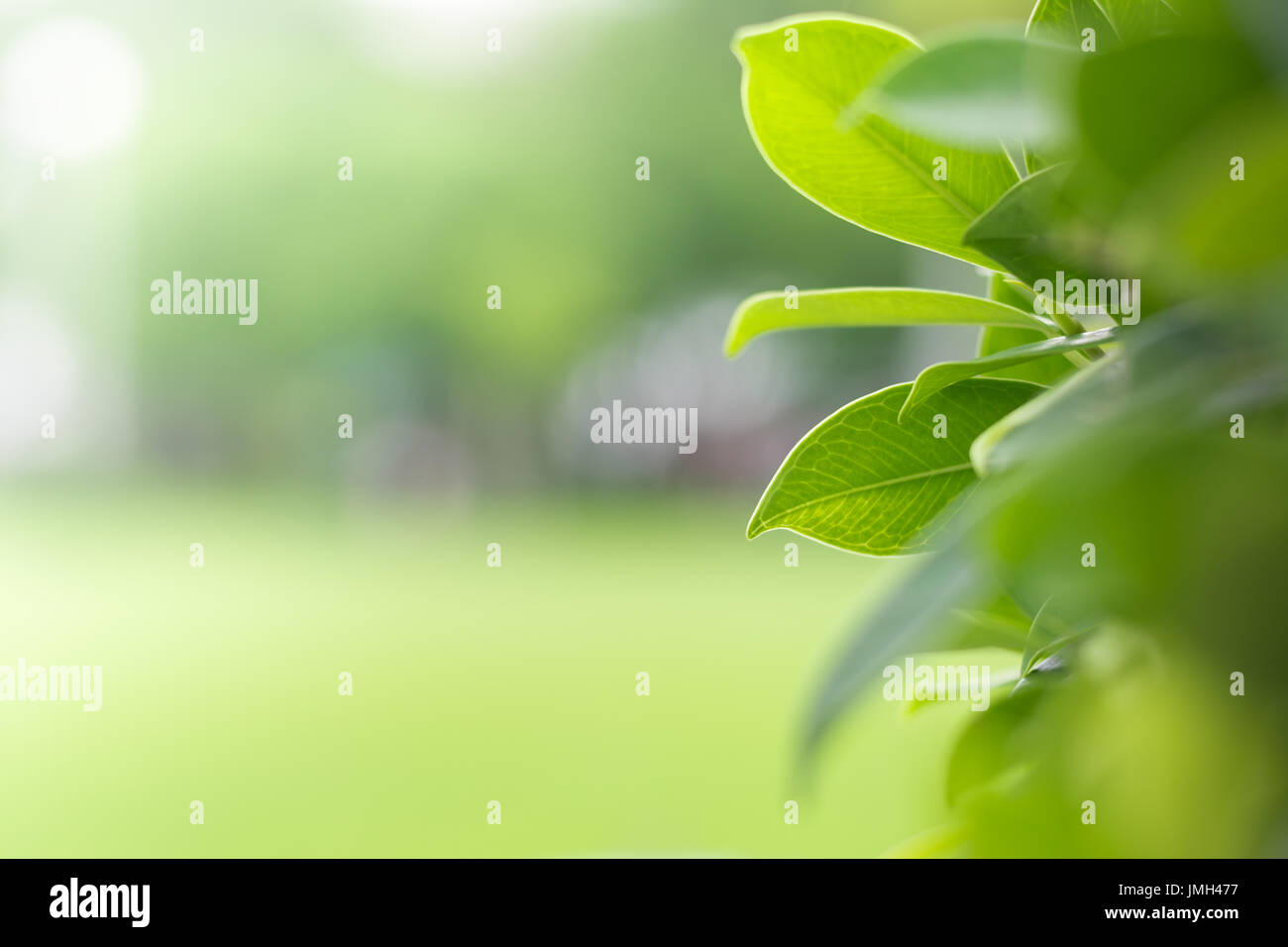 Grüne Blätter auf der rechten Seite des Rahmens unter Sonnenlicht, grüne Natur mit Kopie Raum als natürlichen Hintergrund oder Wallpaper. Stockfoto