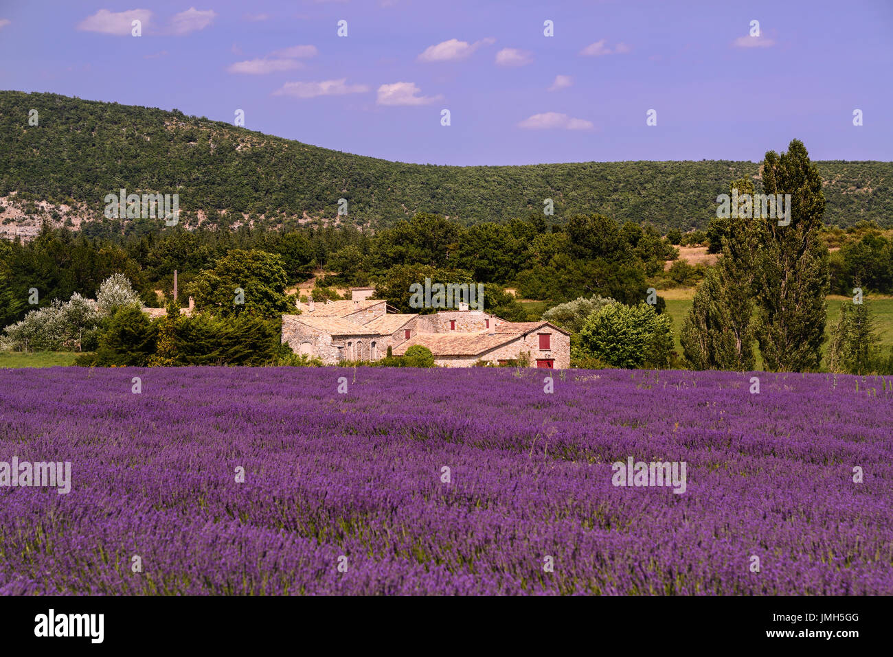 Lavendelfelder in der Provence, Frankreich mit rollenden Hillsin Hintergrund. Stockfoto