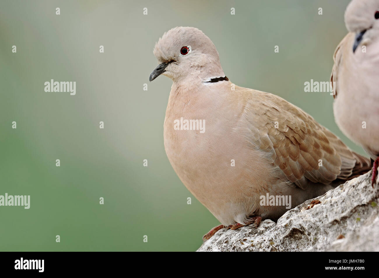 Eurasische Halsband Taube, Provence, Sdfrankreich / (Streptopelia  Decaocto) | Tuerkentaube, Provence, Suedfrankreich / (Streptopelia Decaocto  Stockfotografie - Alamy