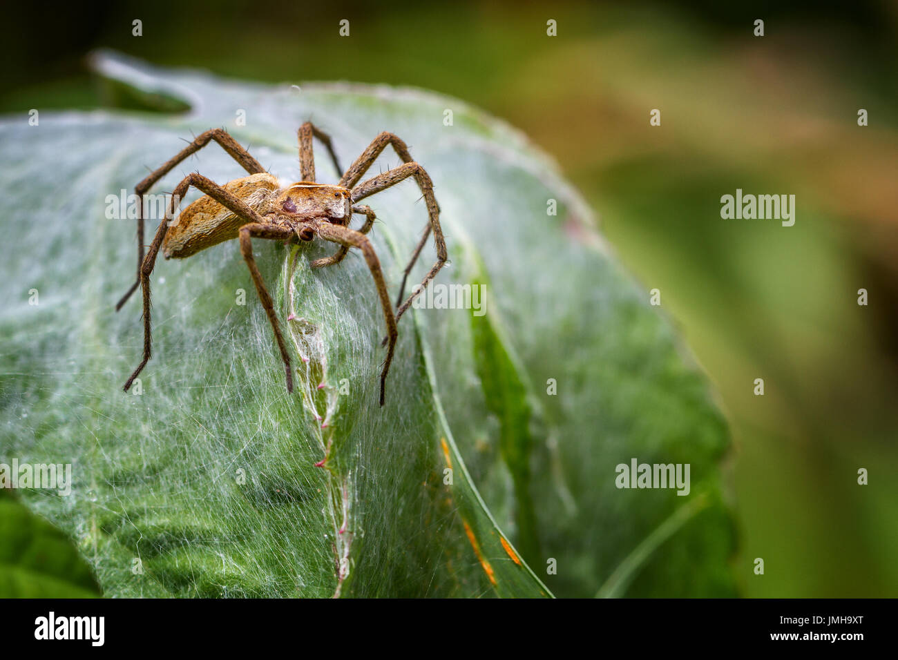 UK-Tierwelt: Pisaura Mirabilis - Baumschule web Spider Schutz Zelt-Stil Nest sie hat gesponnen. Ihre Babys sind unter. Stockfoto