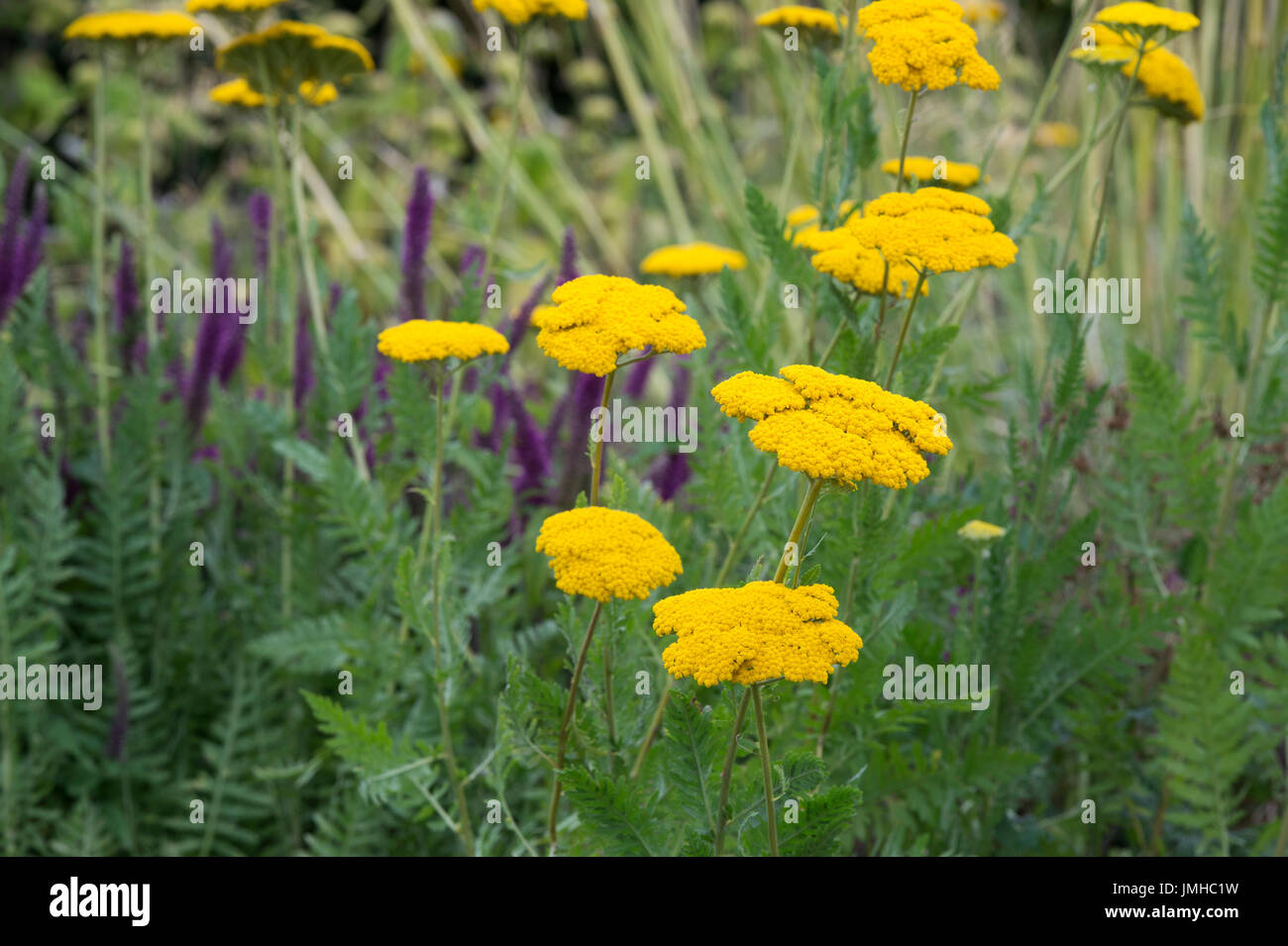Achillea 'Coronation Gold'. Schafgarbe 'Coronation Gold' Blumen im
