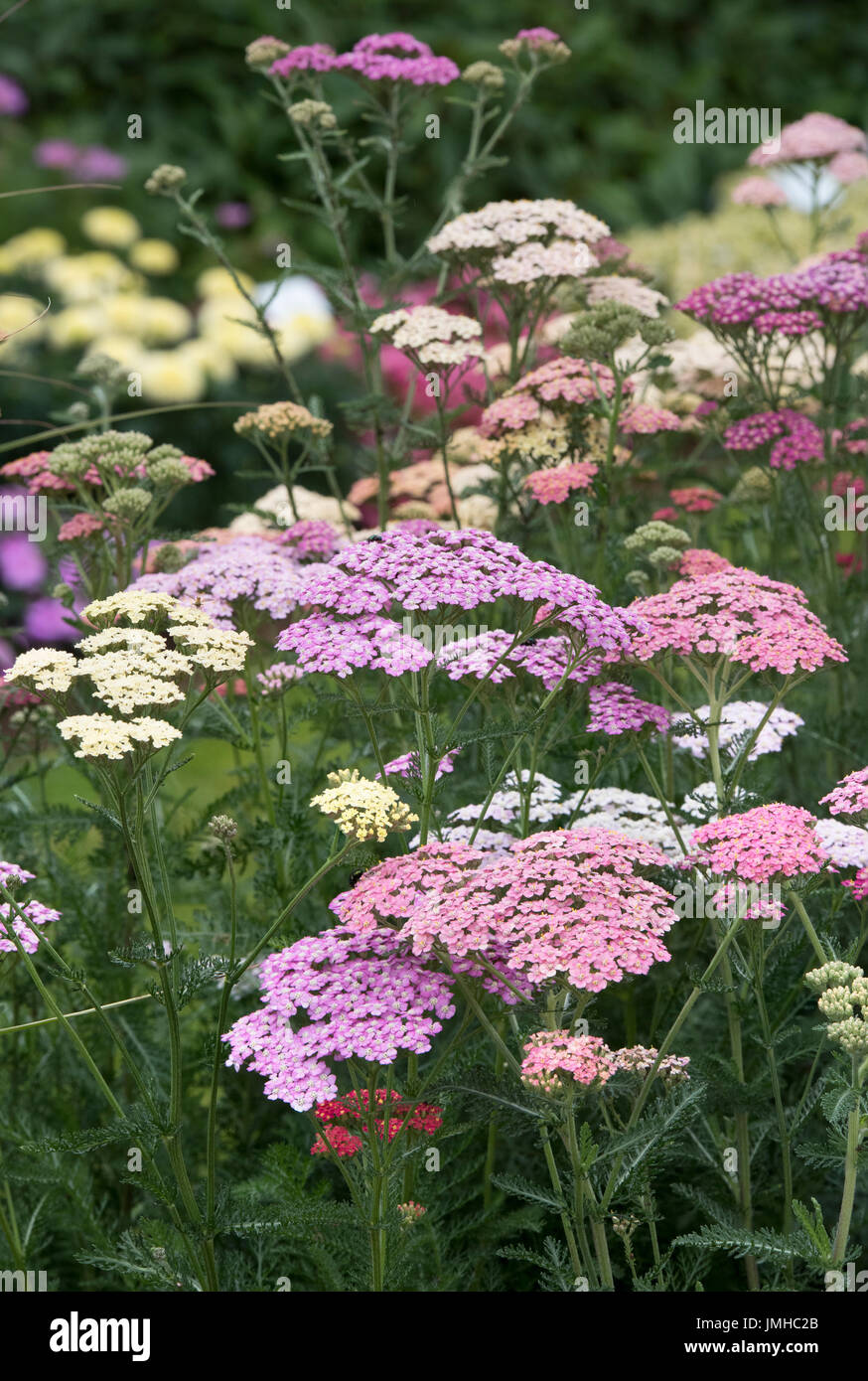 Achillea Millefolium 'Sommer Beeren gemischt'. Schafgarbe-Blumen Stockfoto