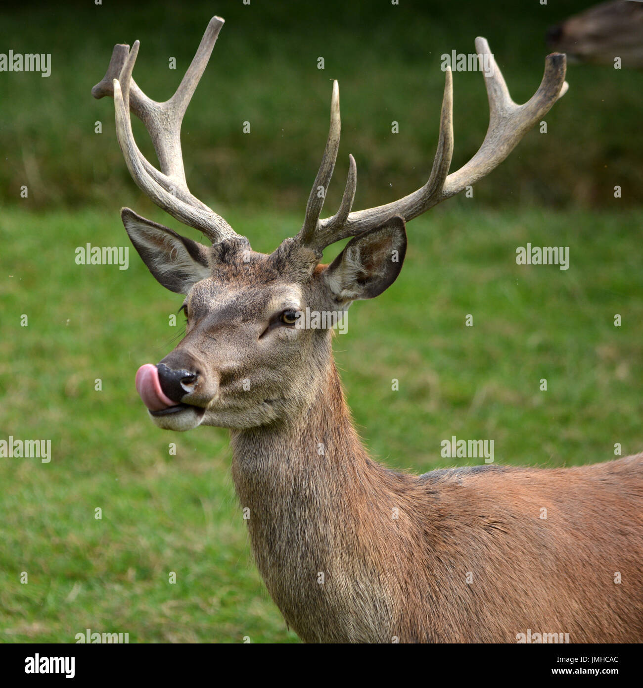 Rothirsch im britischen Wildlife Centre Stockfoto