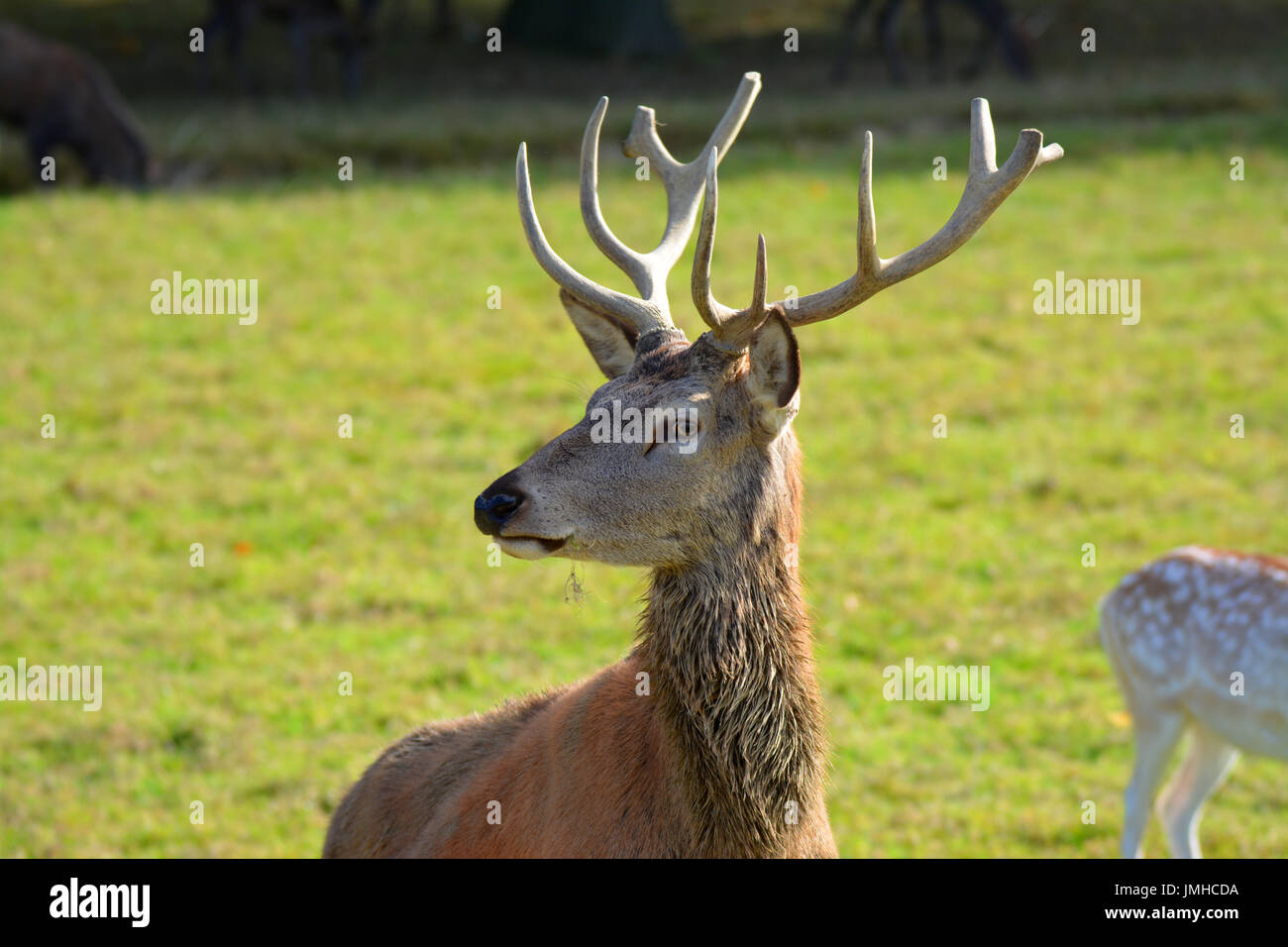 Rothirsch im britischen Wildlife Centre Stockfoto