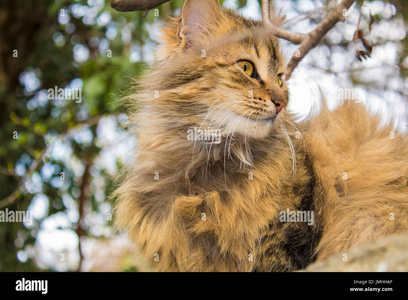 Schöne Katze posiert für Foto-session Stockfoto