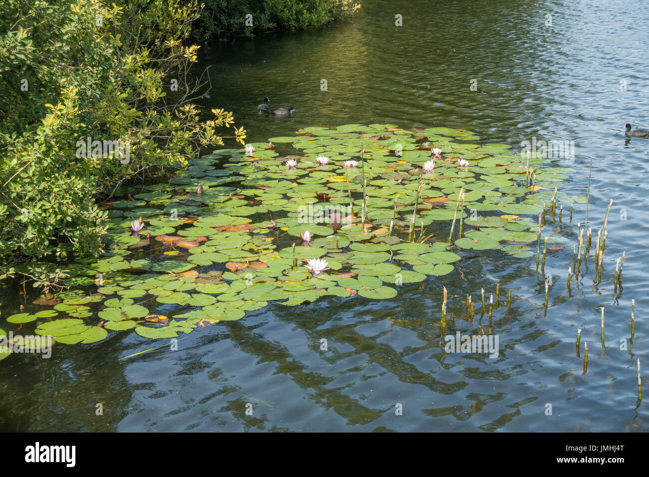 wilde Lilie Bett am Rand des Sees Stockfoto