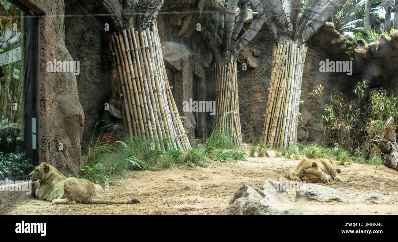 Spanien-Zoo Stockfoto