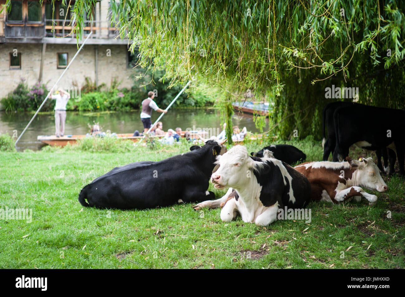 Cambridge-Kühe - Wandern Kühe frei auf dem Rücken in Cambridge, in der Nähe des Flusses Cam Stockfoto