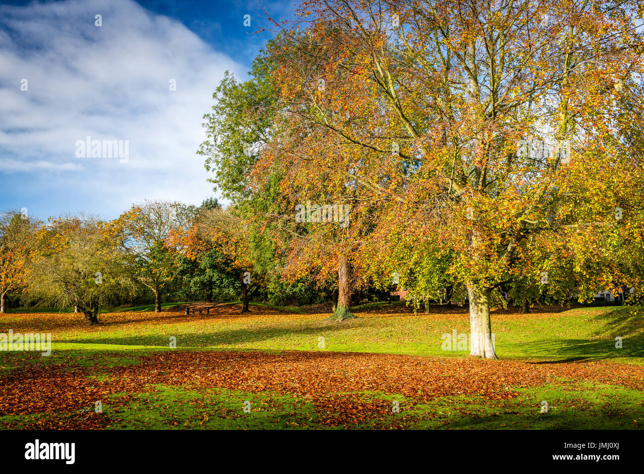 Natürliche goldenen Schattierungen und Farben der Herbst Bäume dominieren die Szenerie in der Bohrlochkopf Park in Bourne, Lincolnshire, UK Stockfoto