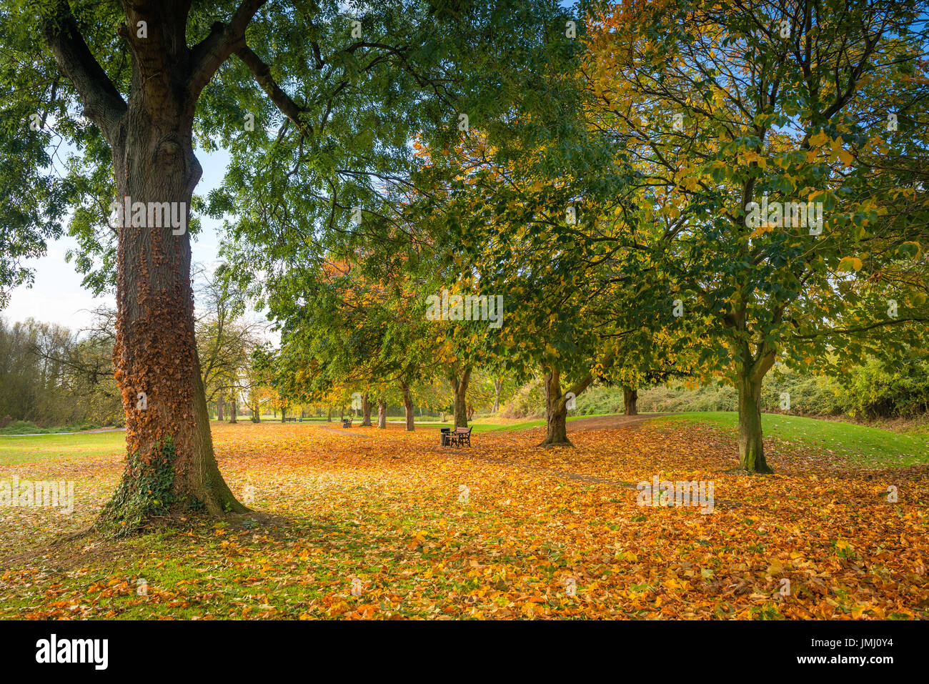 Natürliche goldenen Schattierungen und Farben der Herbst Bäume dominieren die Szenerie in der Bohrlochkopf Park in Bourne, Lincolnshire, UK Stockfoto