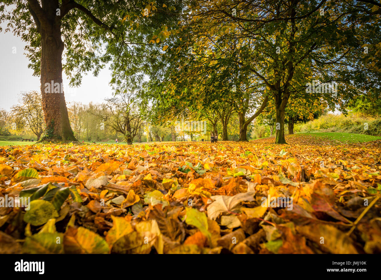 Natürliche goldenen Schattierungen und Farben der Herbst Bäume dominieren die Szenerie in der Bohrlochkopf Park in Bourne, Lincolnshire, UK Stockfoto